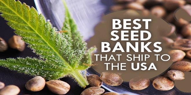 Where to Buy Marijuana Seeds Online: Top 10 Seed Banks for Quality Feminized Seeds and More